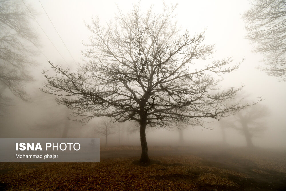 ایران زیباست؛
                                جنگل در مه