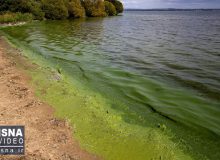 ویدیو / بزرگترین دریاچه جزایر بریتانیا مسموم شد