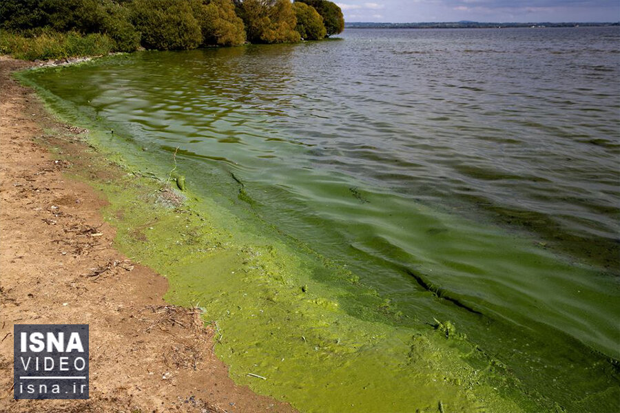 ویدیو / بزرگترین دریاچه جزایر بریتانیا مسموم شد