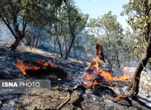 کاهش آتش‌سوزی جنگل‌های مناطق چهارگانه ایران